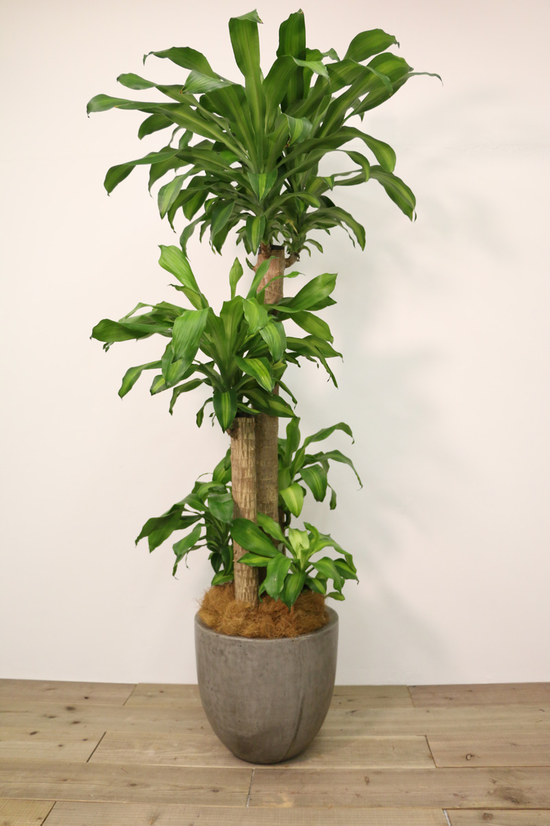 ドラセナ（幸福の木）とは【広島で観葉植物レンタルのオススメ】