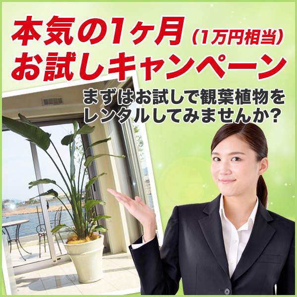 【カーショールーム】広島で観葉植物のレンタルした設置事例　