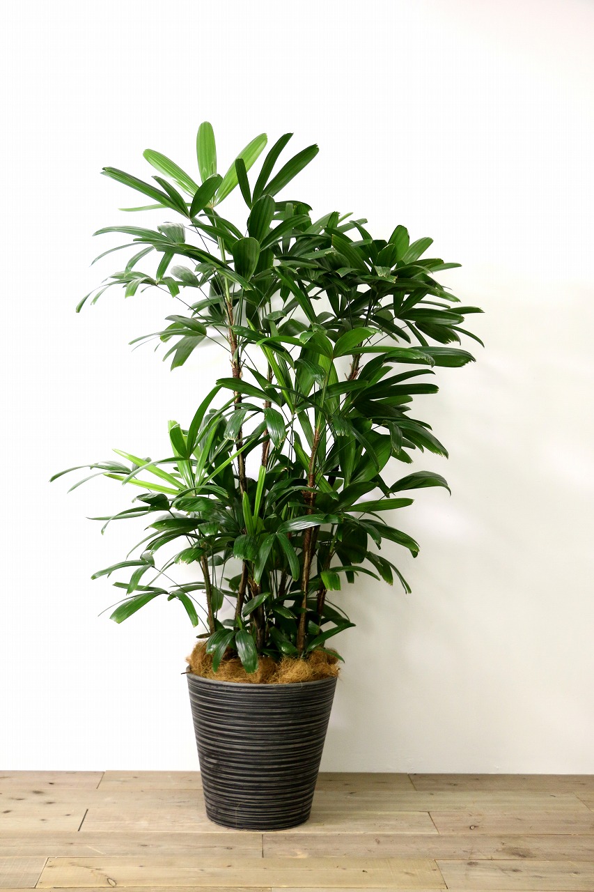 カンノンチク【広島で観葉植物レンタルのオススメ】 | Rental Green