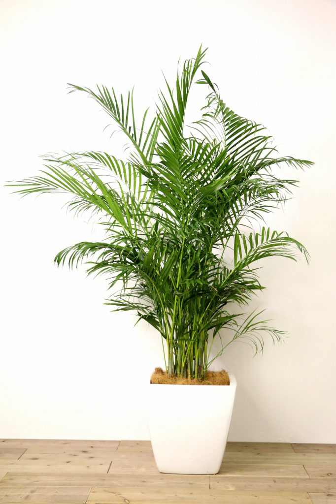 Nearly Natural アレカヤシ 人工観葉植物 UV耐性 (屋内/屋外) 全国総量