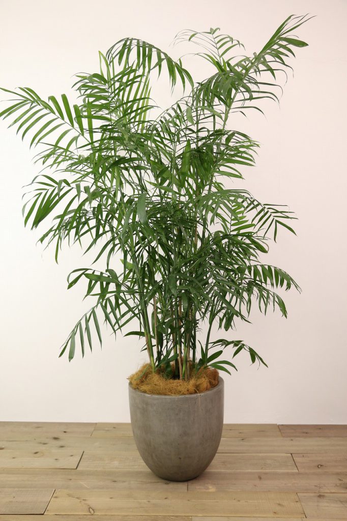 セフリジー【広島で観葉植物レンタルのオススメ】 | Rental Green