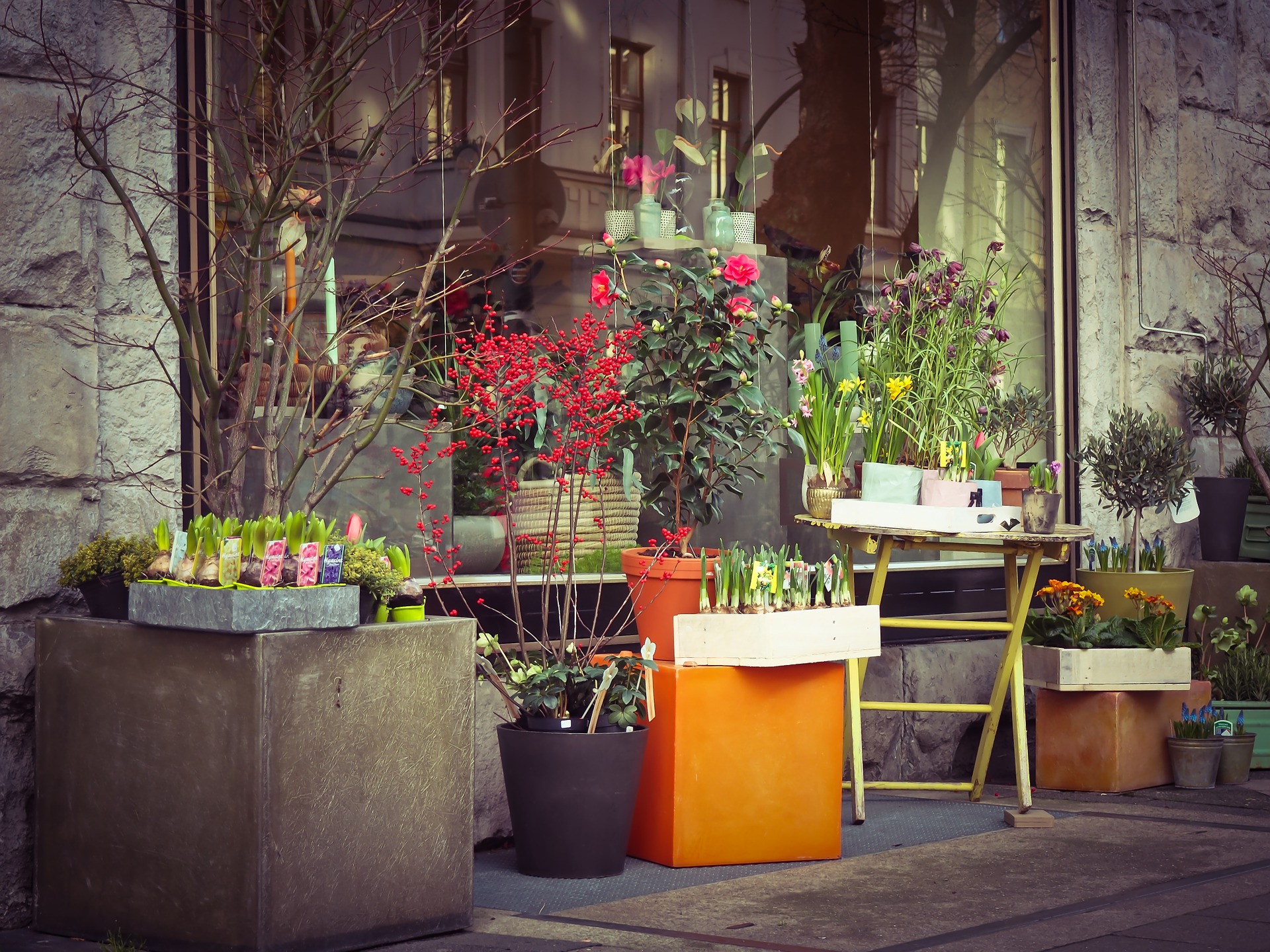 広島で観葉植物を探している方へのアドバイス＆お店情報